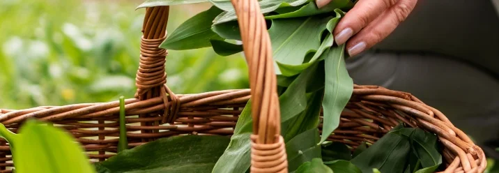 Gepflückter Bärlauch wird in Korb gelegt